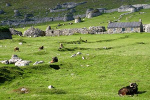 Wilde Schafe auf Hirta / St. Kilda, Fotograf: Ralf Hamacher