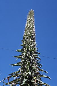 0034-TropischePflanze